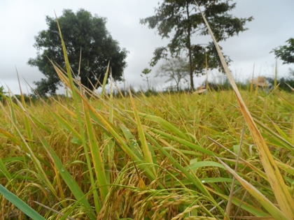 Thaïlande - Récolte du riz 2014