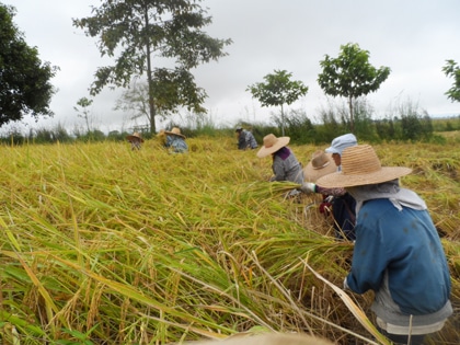 Thaïlande - Récolte du riz 2014