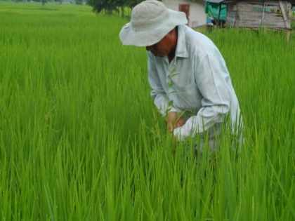 Riz
 bio - la chasse aux mauvaises 
herbes