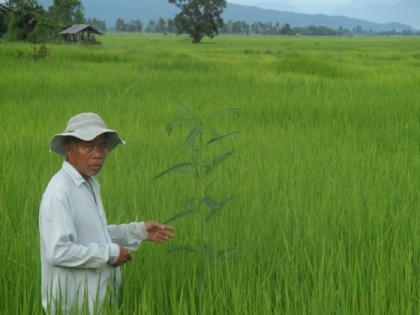 Riz
 bio - la chasse aux mauvaises 
herbes