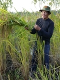 Récolte du riz à la main - Thaïlande