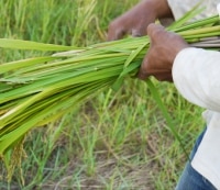 Récolte
 de riz