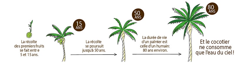 Cocotier, l'arbre de vie sous les tropiques