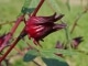 Fleur d'hibiscus rose (Rosella)
