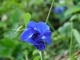 Fleur de pois bleu (pois papillon)
