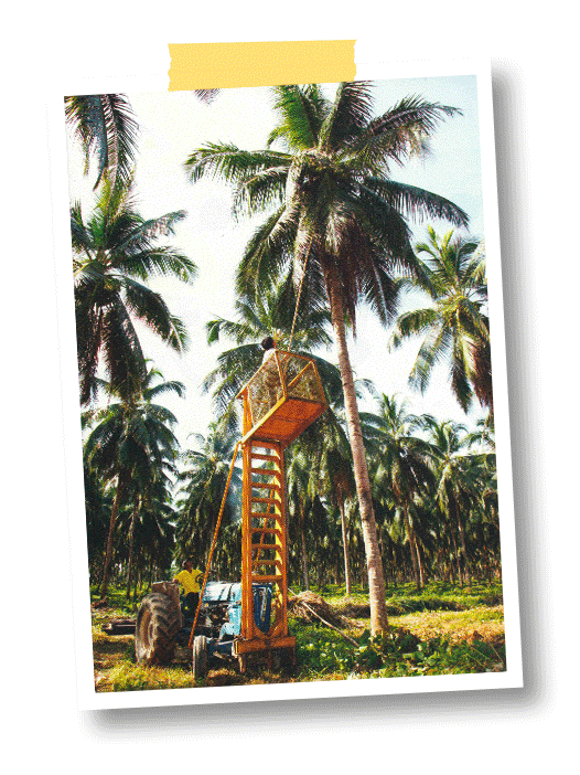 Récolte noix de coco
