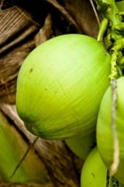 Noix de coco - Thaïlande