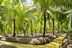 Plantation d'arbres à coco - Thaïlande