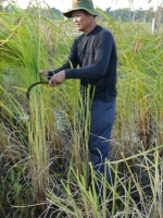 Récolte du riz à la main
