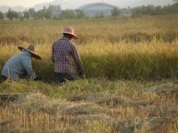 La
 récolte du riz thaï en 
images