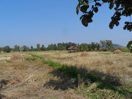 La
 récolte du riz thaï en 
images