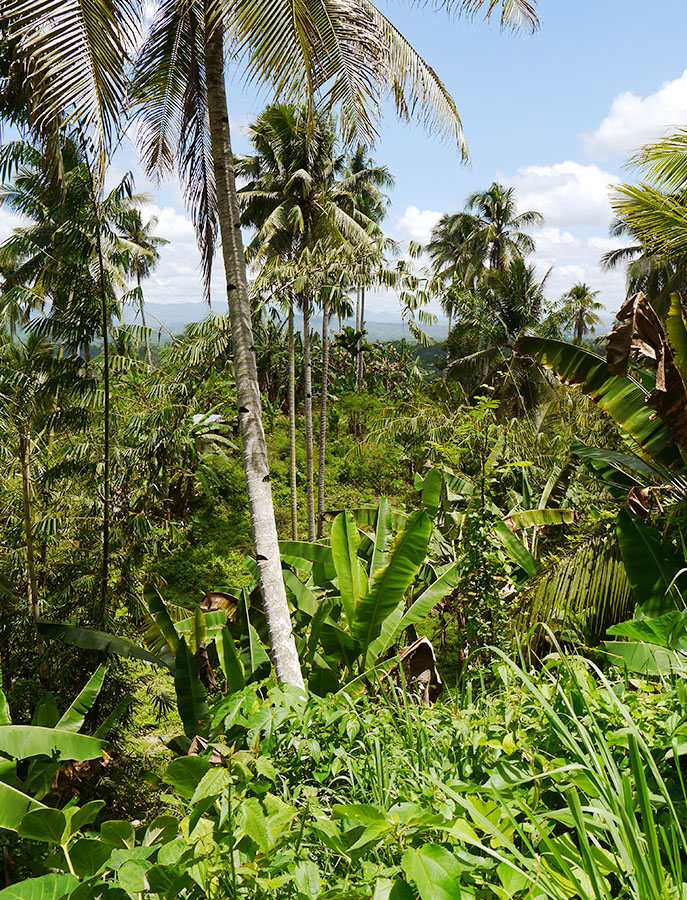 Jungle des philippines
