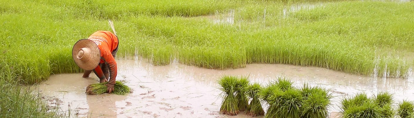 Banniere riziere de thailande