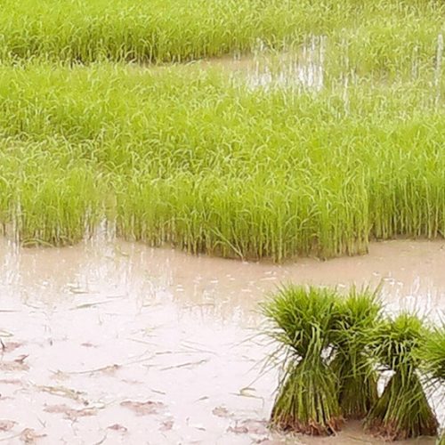 Banniere riziere de thailande