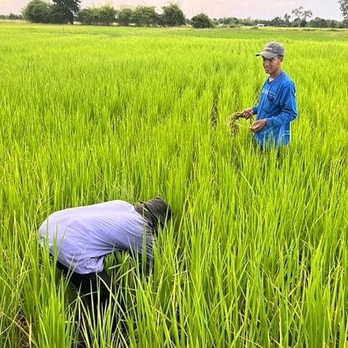 plantation-riz-thai-bio
