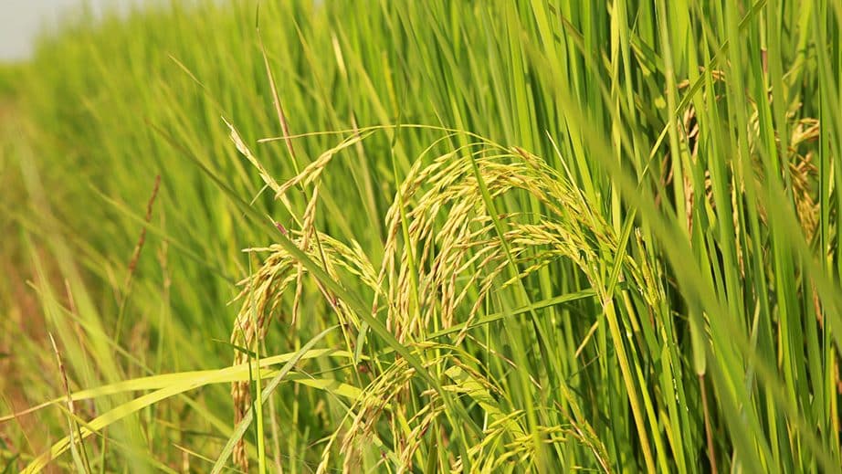 plant de riz bio