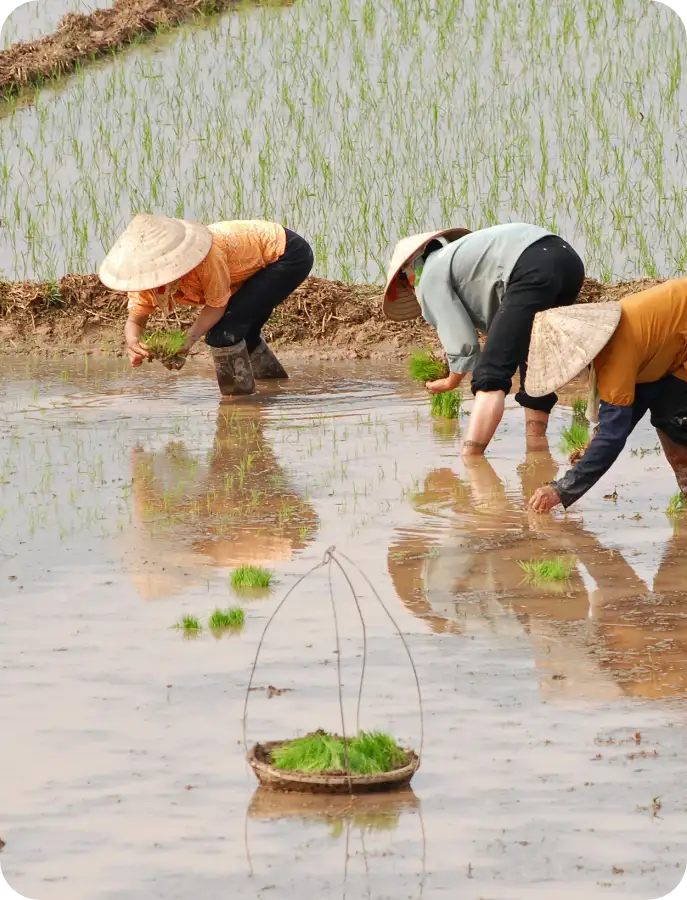 Des agriculteurs repiquent à la main des pousses de riz dans une rizière en eau 